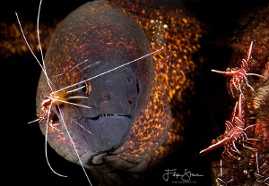 "Family reunion",Durban hinge-beak shrimps, White- banded... by Filip Staes 